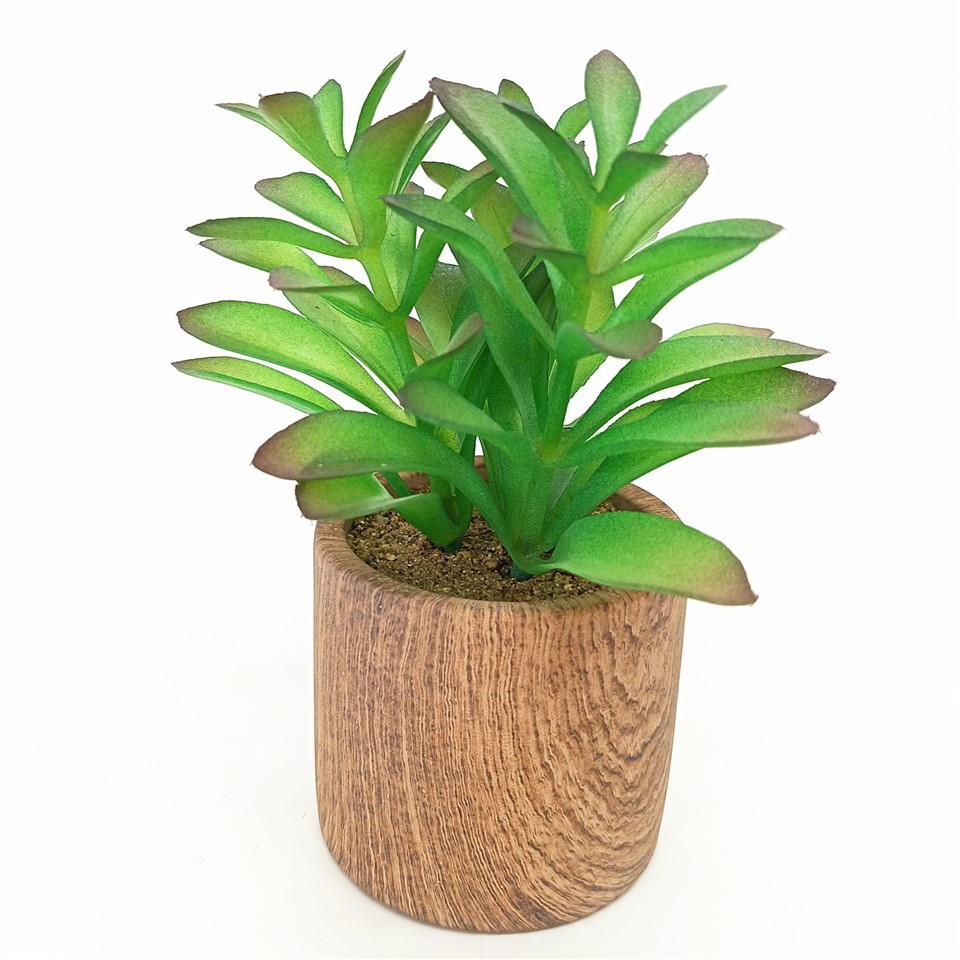 مکنده های مصنوعی در گلدان کارامی